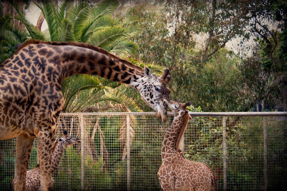 Giraffes Photography Art | Dona Tracy - Photographic Illustration 