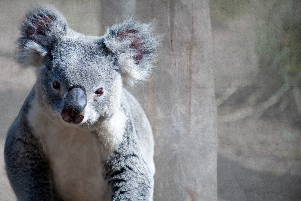 Koala  Photography Art | Dona Tracy - Photographic Illustration 