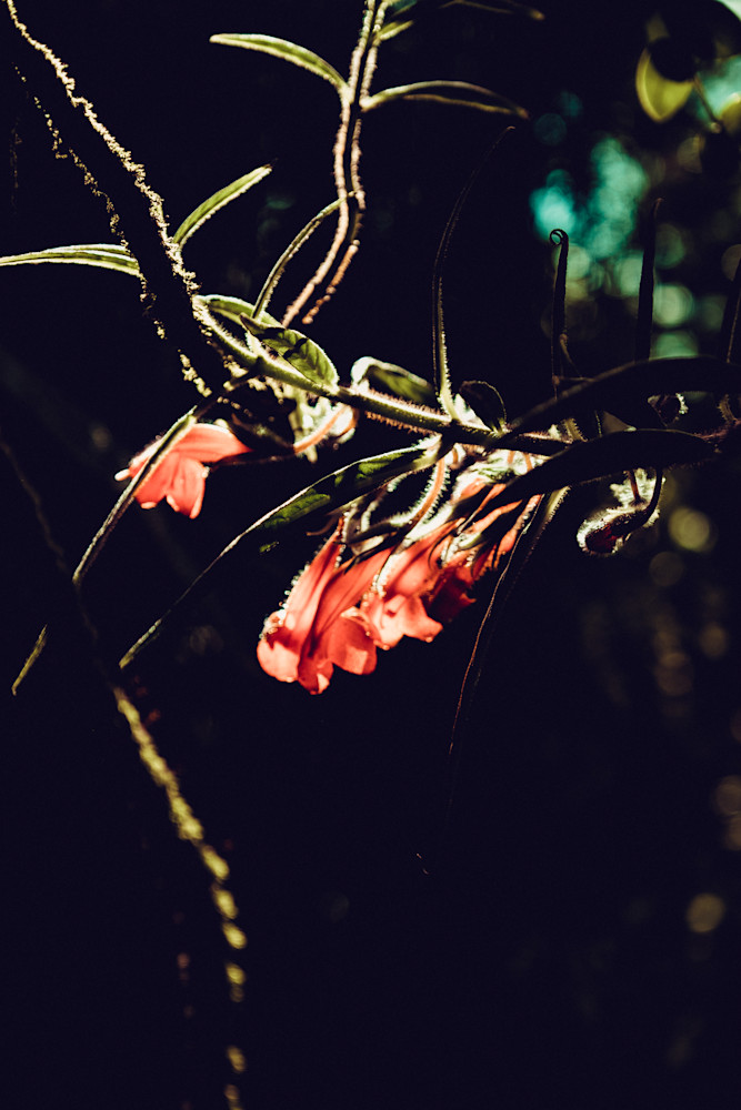 afternoon delight profile - floral photography