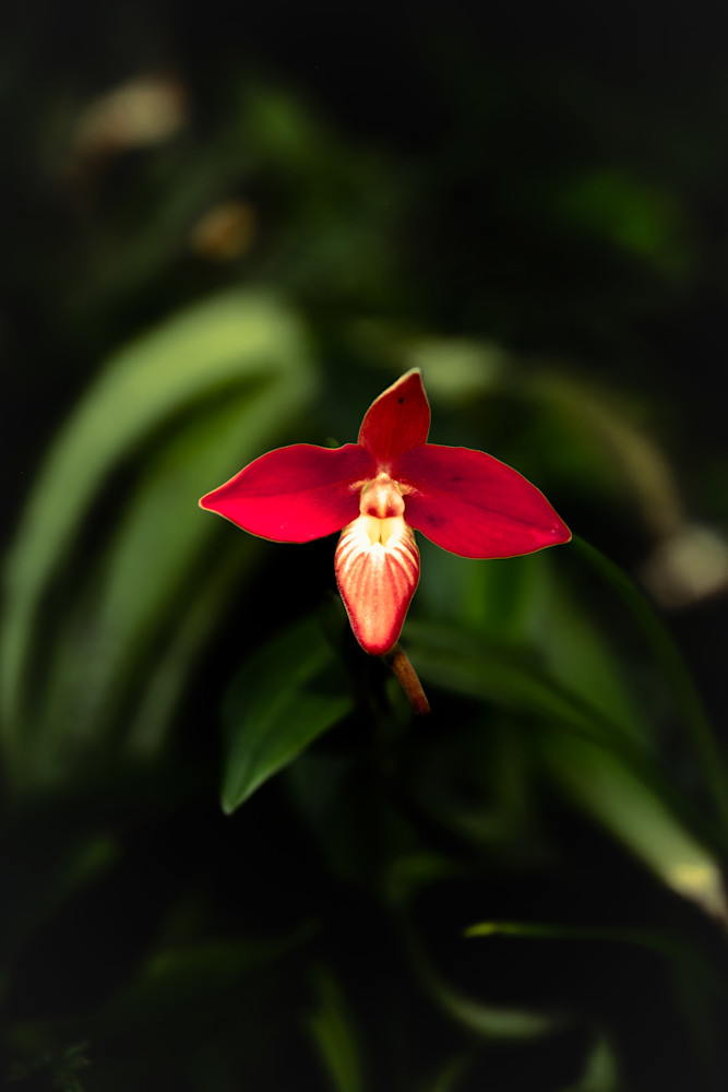 starlet - floral art