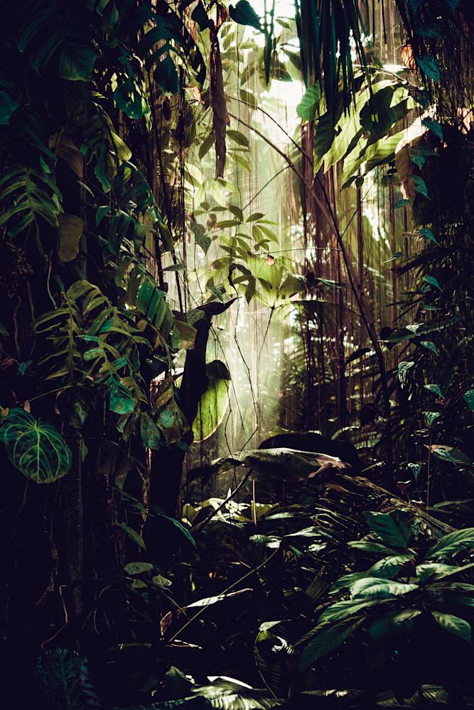 afterglow forest photography