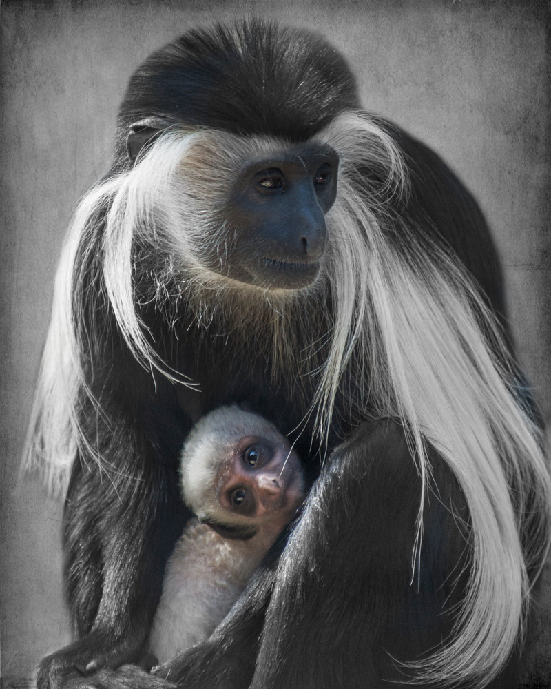 Colobus   Mother And Child Photography Art | Dona Tracy - Photographic Illustration 