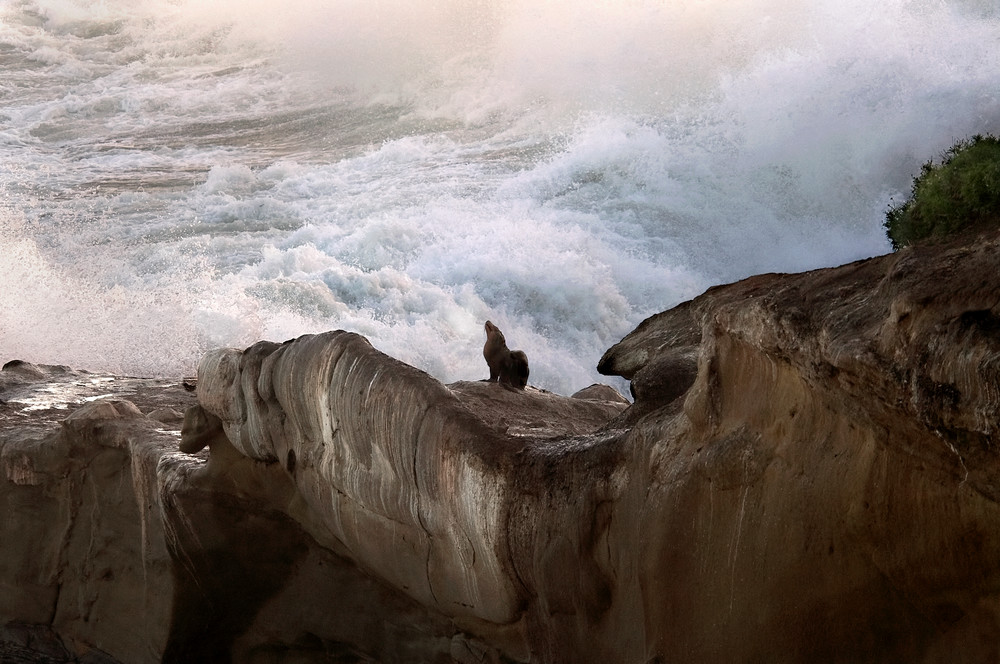 California Sea Lion Ii Photography Art | Dona Tracy - Photographic Illustration 