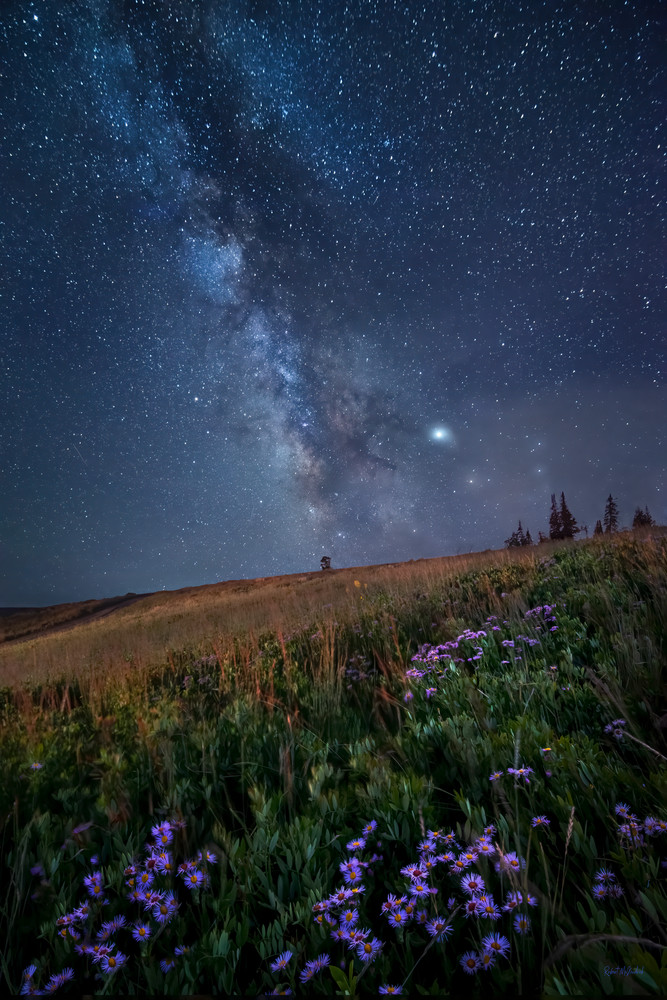 Meadow Of Stars Photography Art | McKendrick Photography
