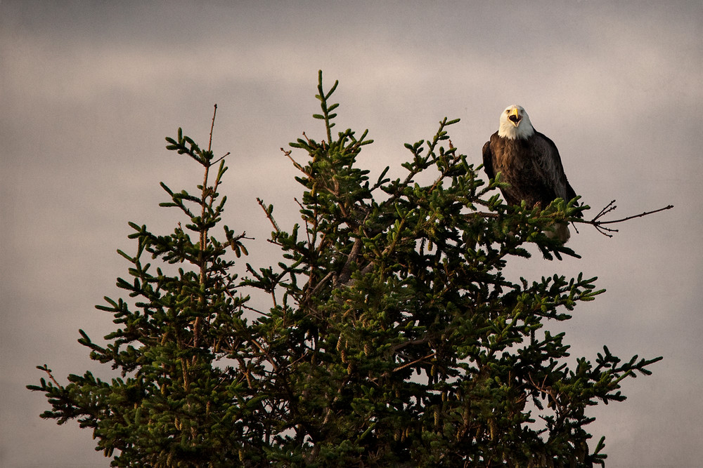 Bald Eagle   Alaska Photography Art | Dona Tracy - Photographic Illustration 