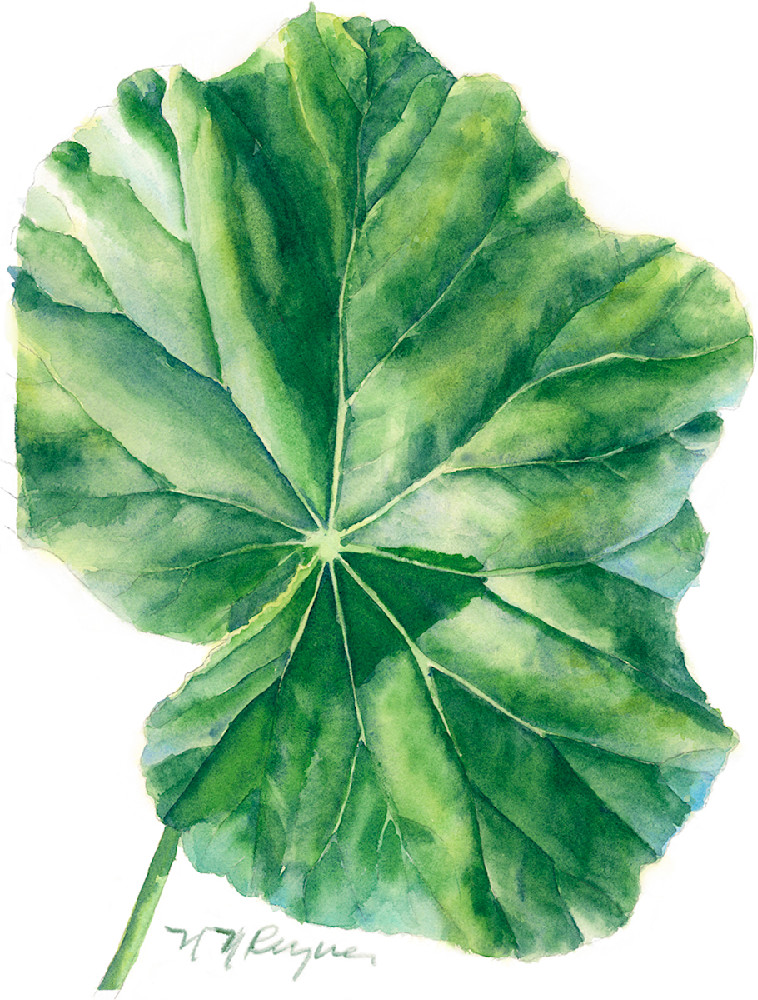 Single Begonia Leaf Art | Nancy Reyna Fine Art