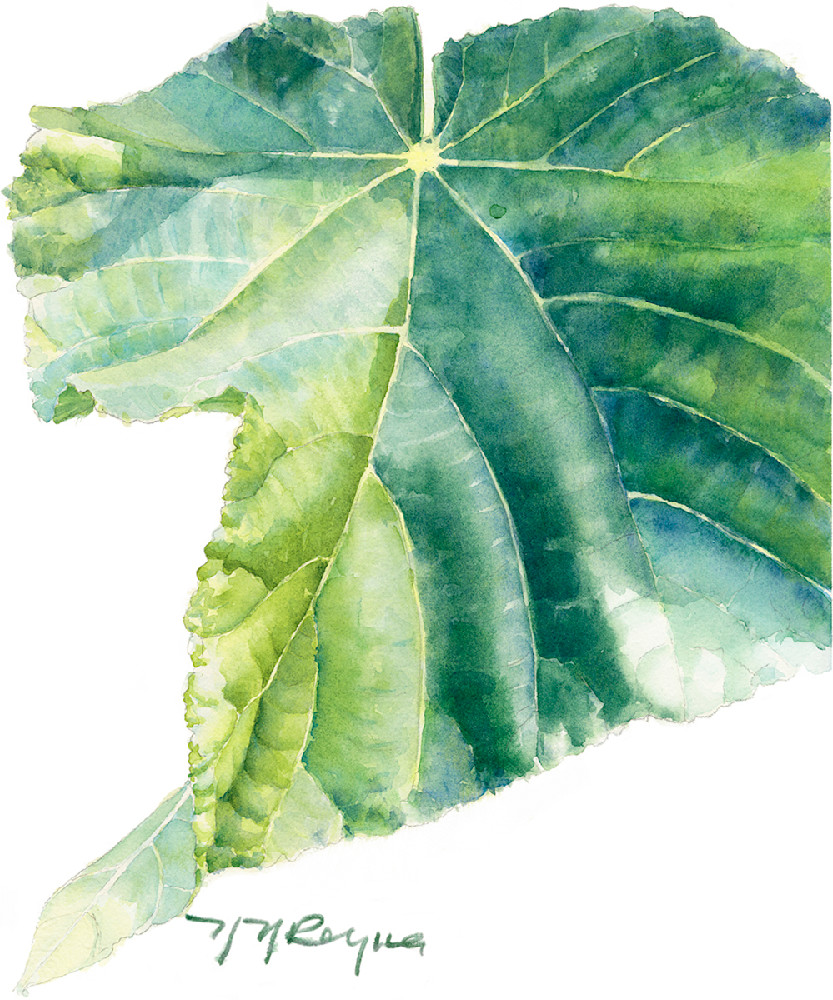 Single Dombeya Leaf Art | Nancy Reyna Fine Art