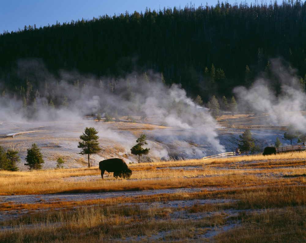 Fine art print of Bison grazing in the Upper Geyser basin of Yellowstone National Park by Greg Probst