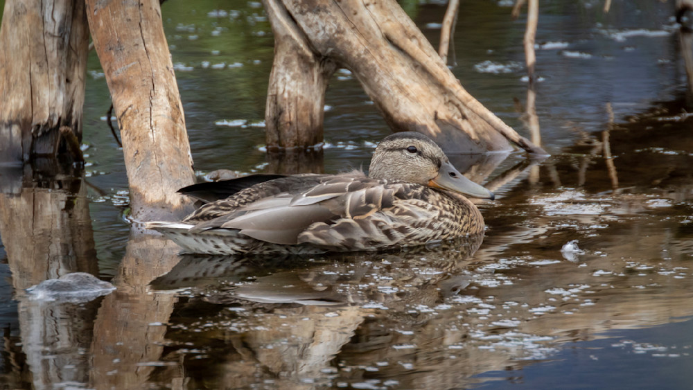 S00 A7171 Photography Art | Captured Adventure Photography