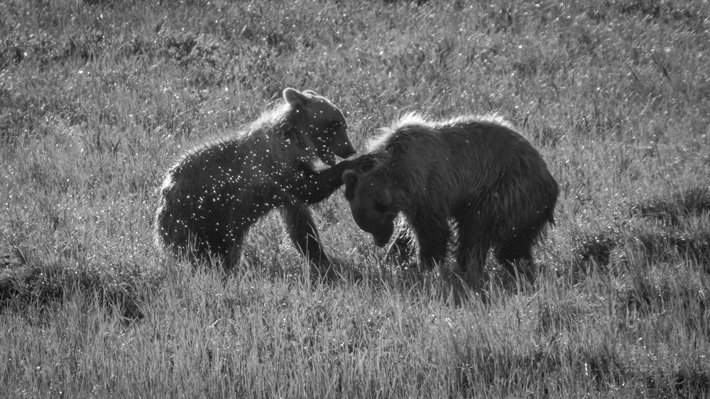 S00 A5161 Photography Art | Captured Adventure Photography