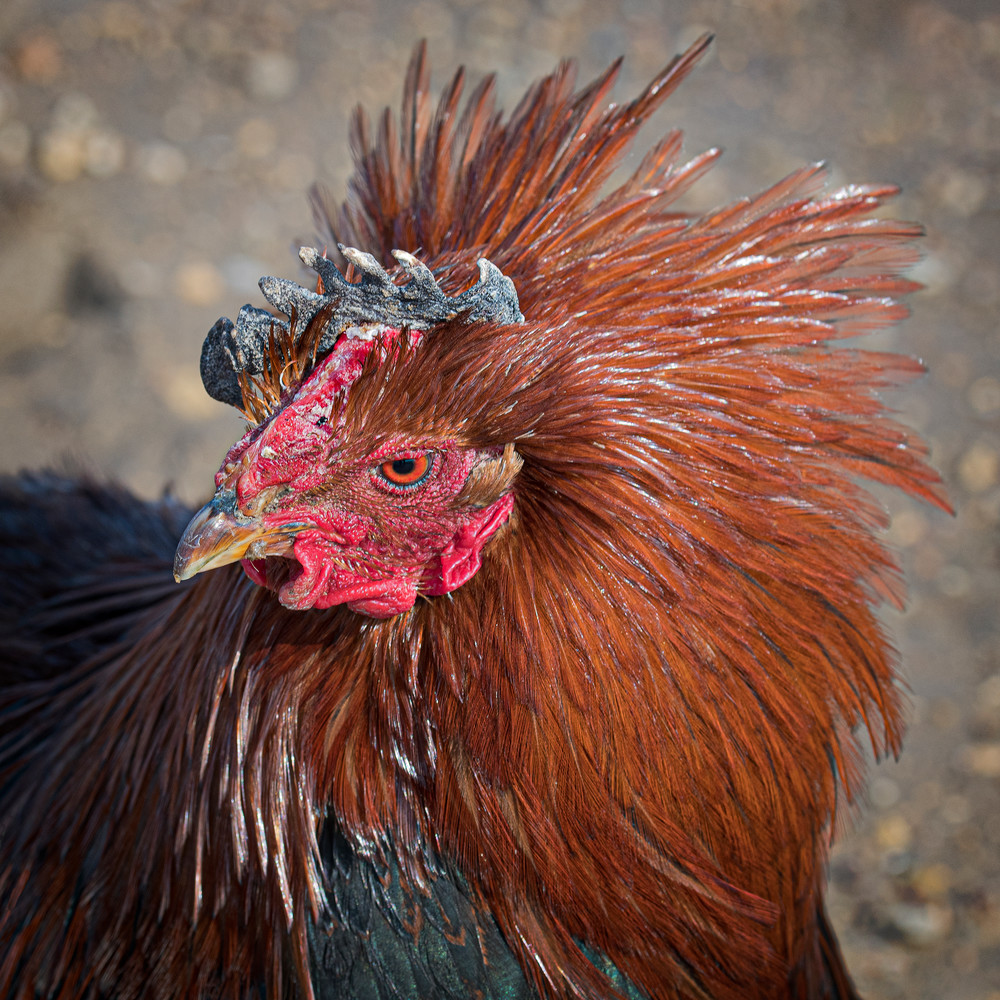 Red Eye Art | Craig Edwards Fine Art Images