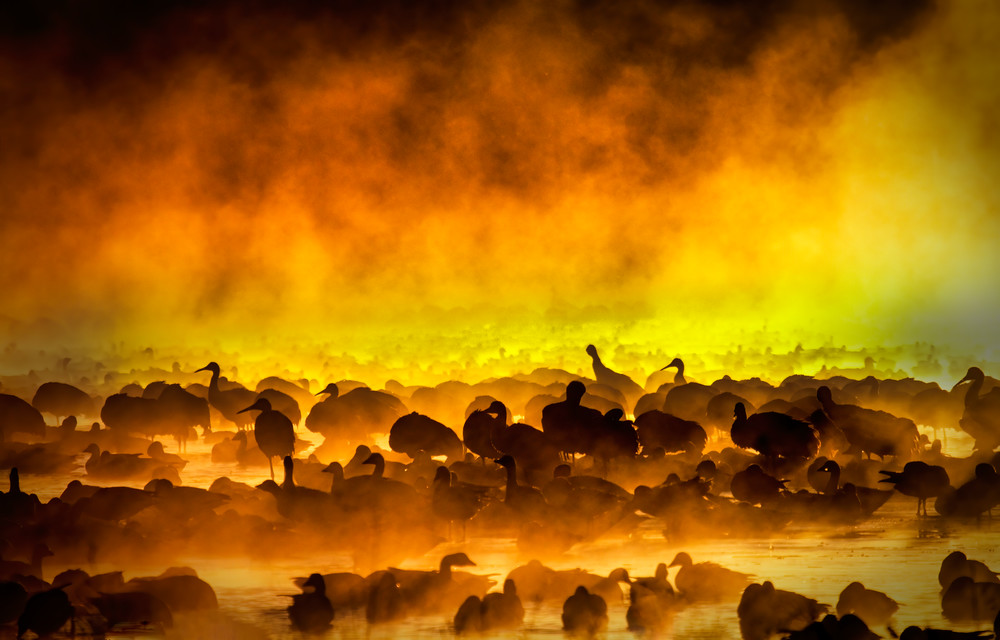 Inside The Mist Of A Bosque Del Apache Sunrise Art | URSUS NATURE PHOTOGRAPHY