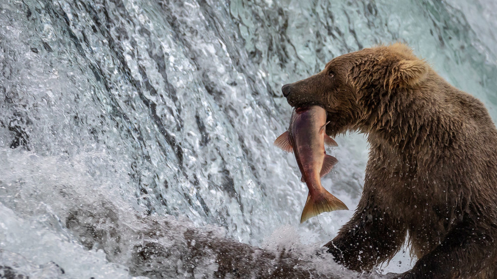 Katmai National Park Photography Art | Captured Adventure Photography