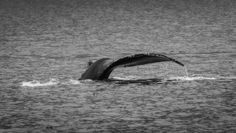 S00 A7511 Photography Art | Captured Adventure Photography