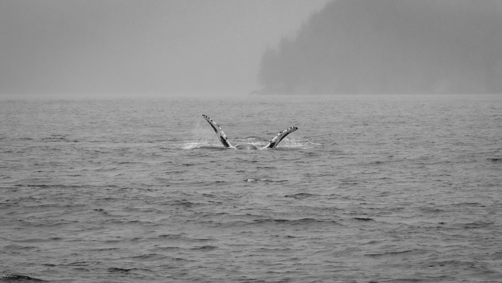 S00 A9771 Photography Art | Captured Adventure Photography