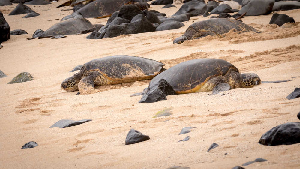 S00 A8817 Photography Art | Captured Adventure Photography