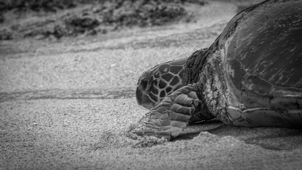 S00 A8918 Photography Art | Captured Adventure Photography