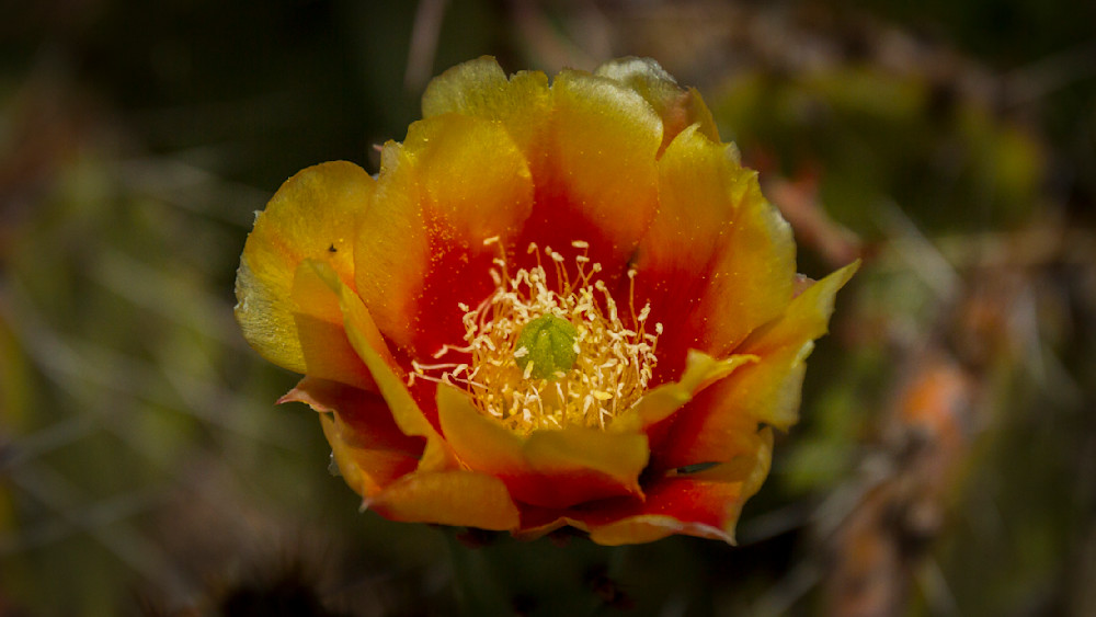 Img 0440 Photography Art | Captured Adventure Photography