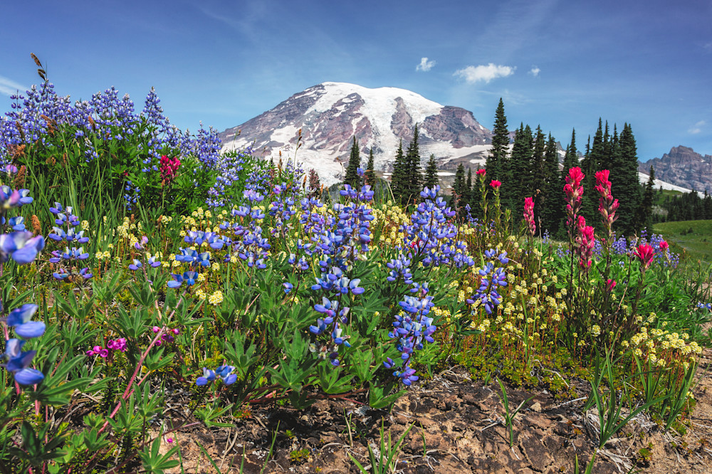 Mt Rainier Wildflowers Art | The Carmel Gallery