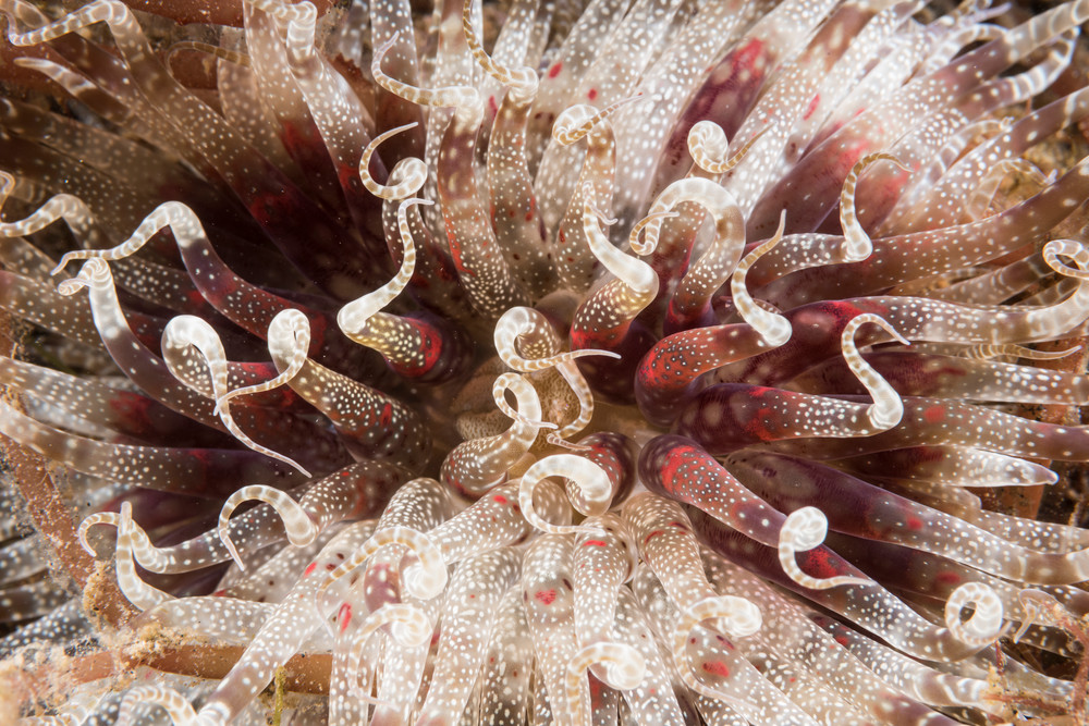 Chihuly Glass Anemone, Lembeh Strait, Indonesia
