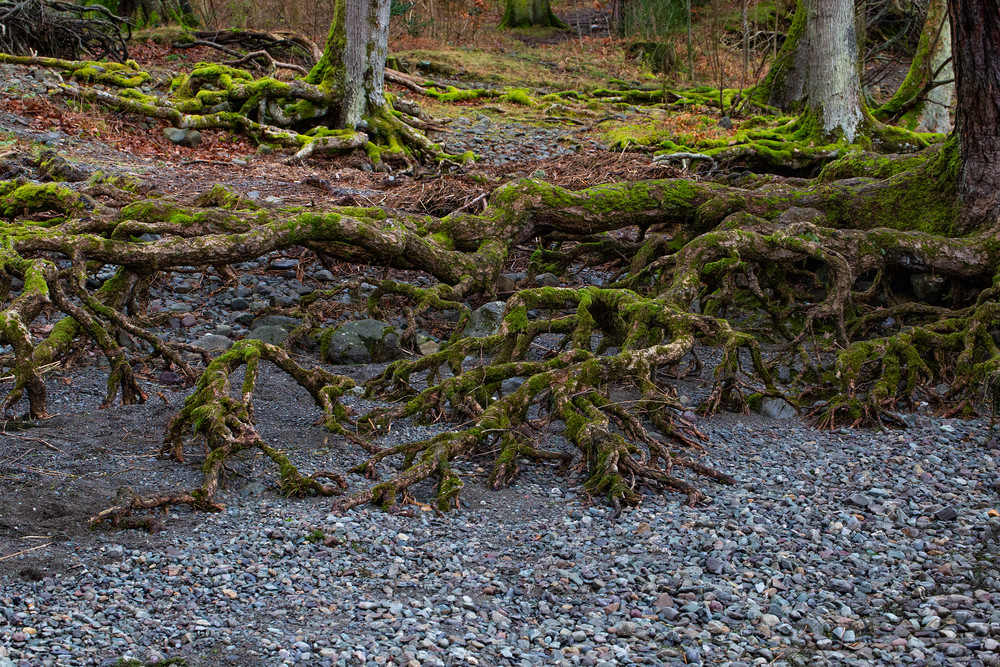 Mossy Roots at Derwentwater Photograph For Sale As Fine Art