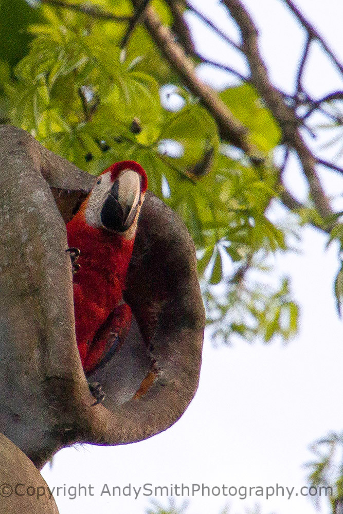 Scarlet Macaw looking out from nest hole