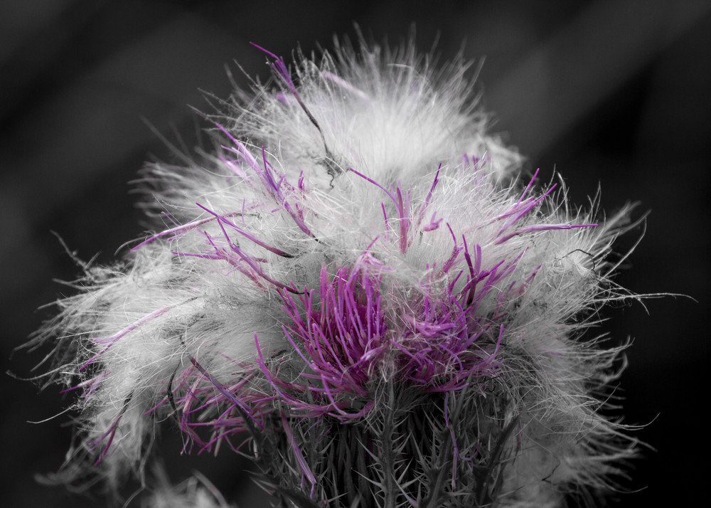 Img 1183 Photography Art | Captured Adventure Photography