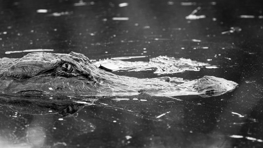 Img 1536 Photography Art | Captured Adventure Photography