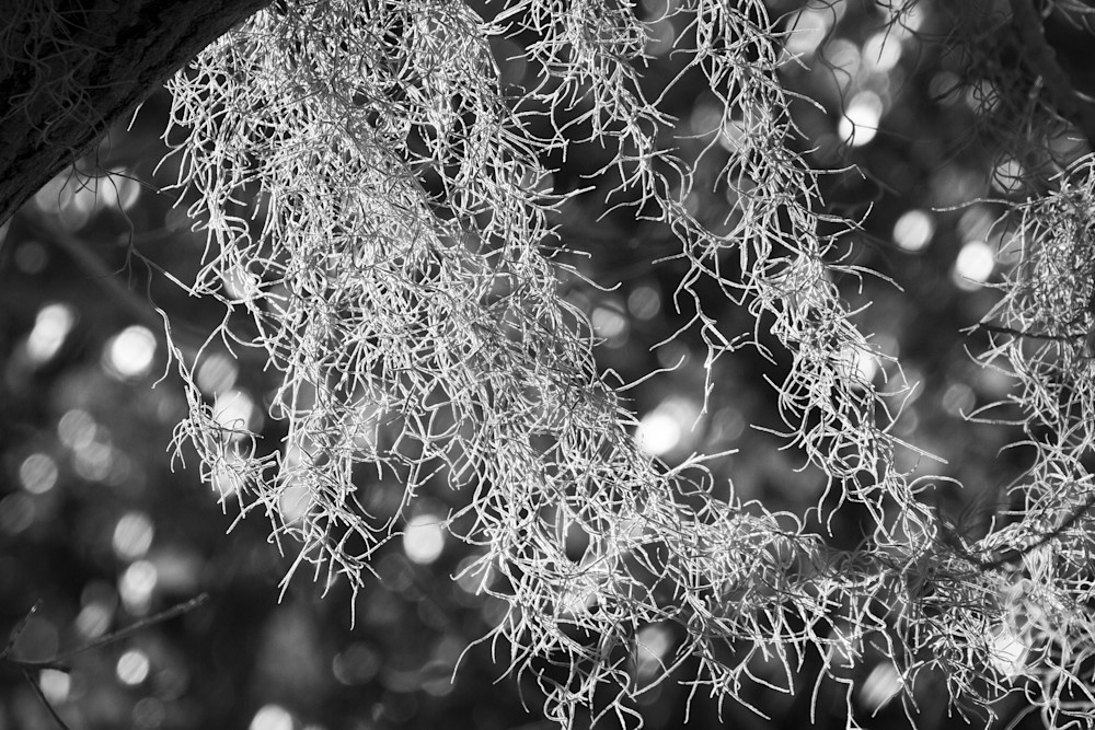 Img 2476 Photography Art | Captured Adventure Photography