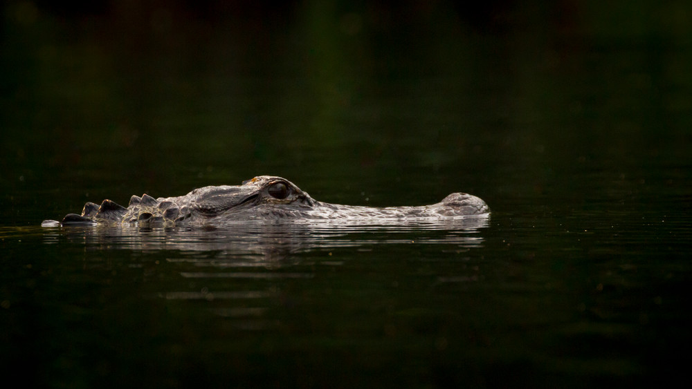 Img 3929 Photography Art | Captured Adventure Photography