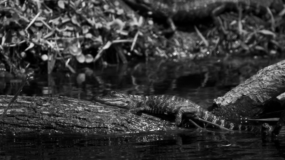 Img 4069 Photography Art | Captured Adventure Photography