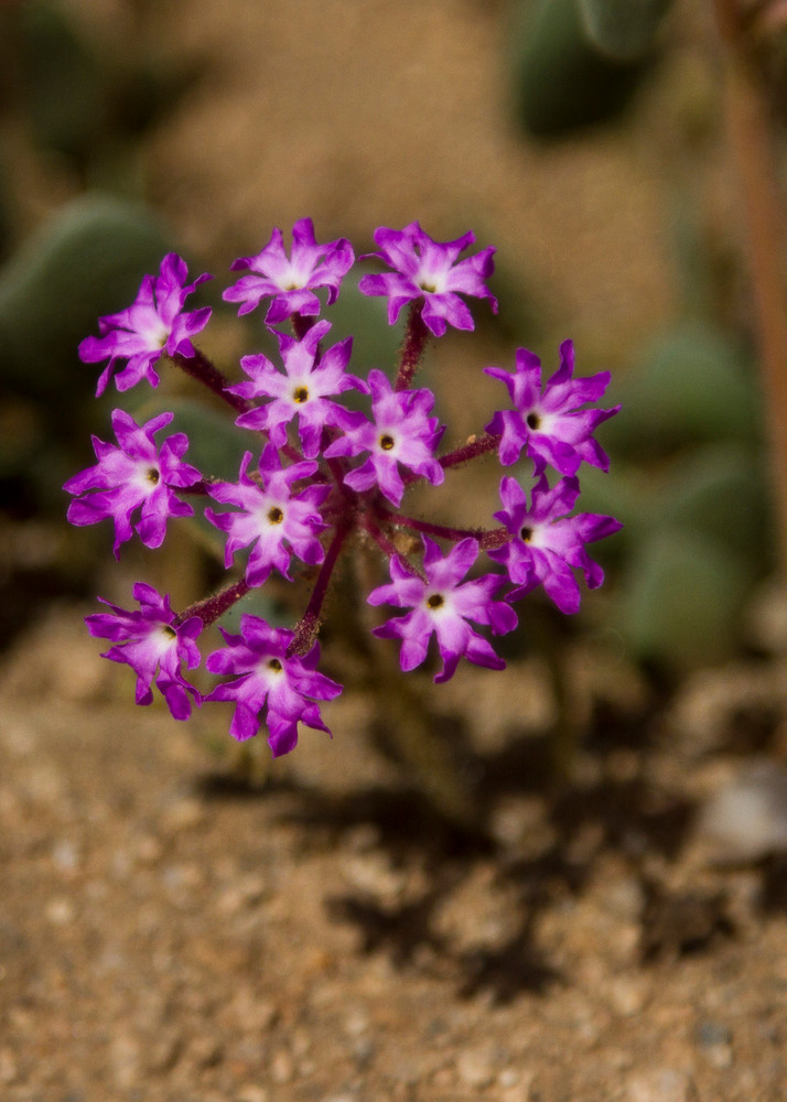 Img 2177 Photography Art | Captured Adventure Photography