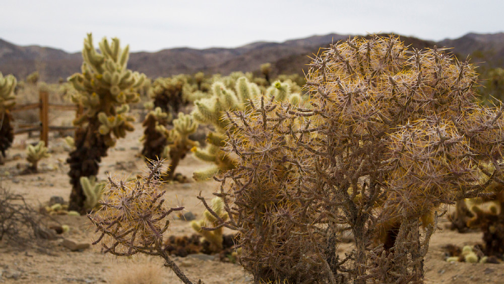 Img 2291 Photography Art | Captured Adventure Photography