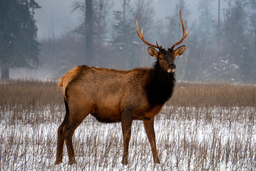 Clark Fork Elk Photography Art | 7B PHOTOGRAPHY
