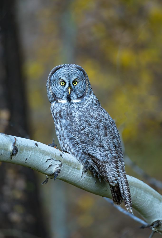Great Gray Owl in Grand Teton National Park