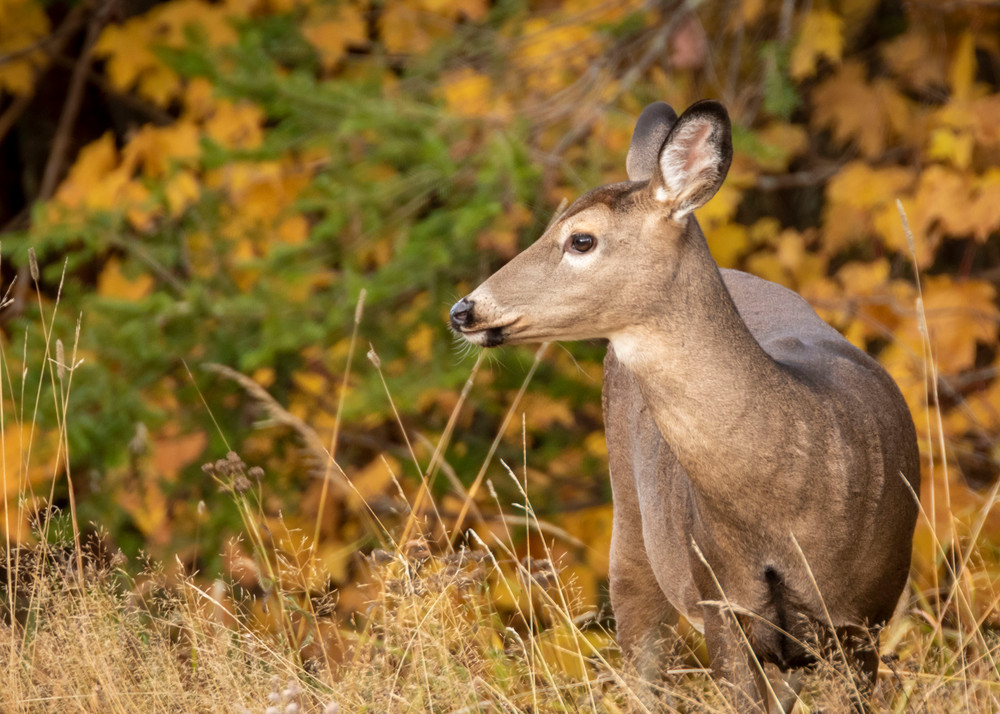 S00 A2812 Photography Art | Captured Adventure Photography