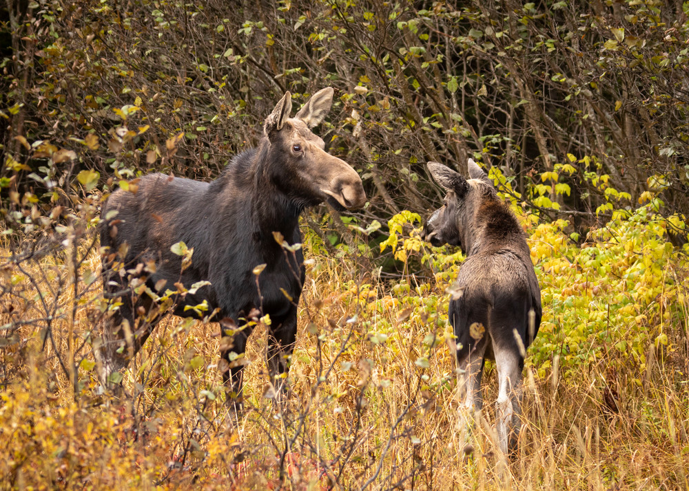 S00 A2774 Photography Art | Captured Adventure Photography