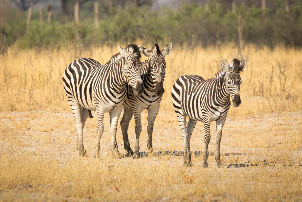 S00 A7628 Photography Art | Captured Adventure Photography