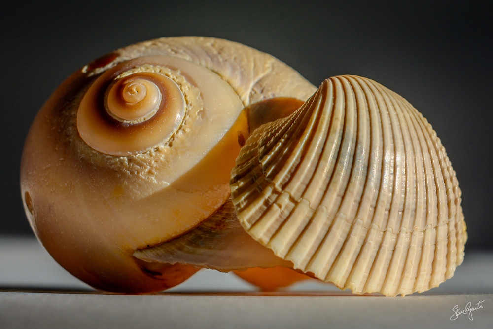 Scallop & Nautilus Photography Art | Light of Day Gallery