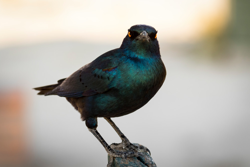 S00 A8006 Photography Art | Captured Adventure Photography