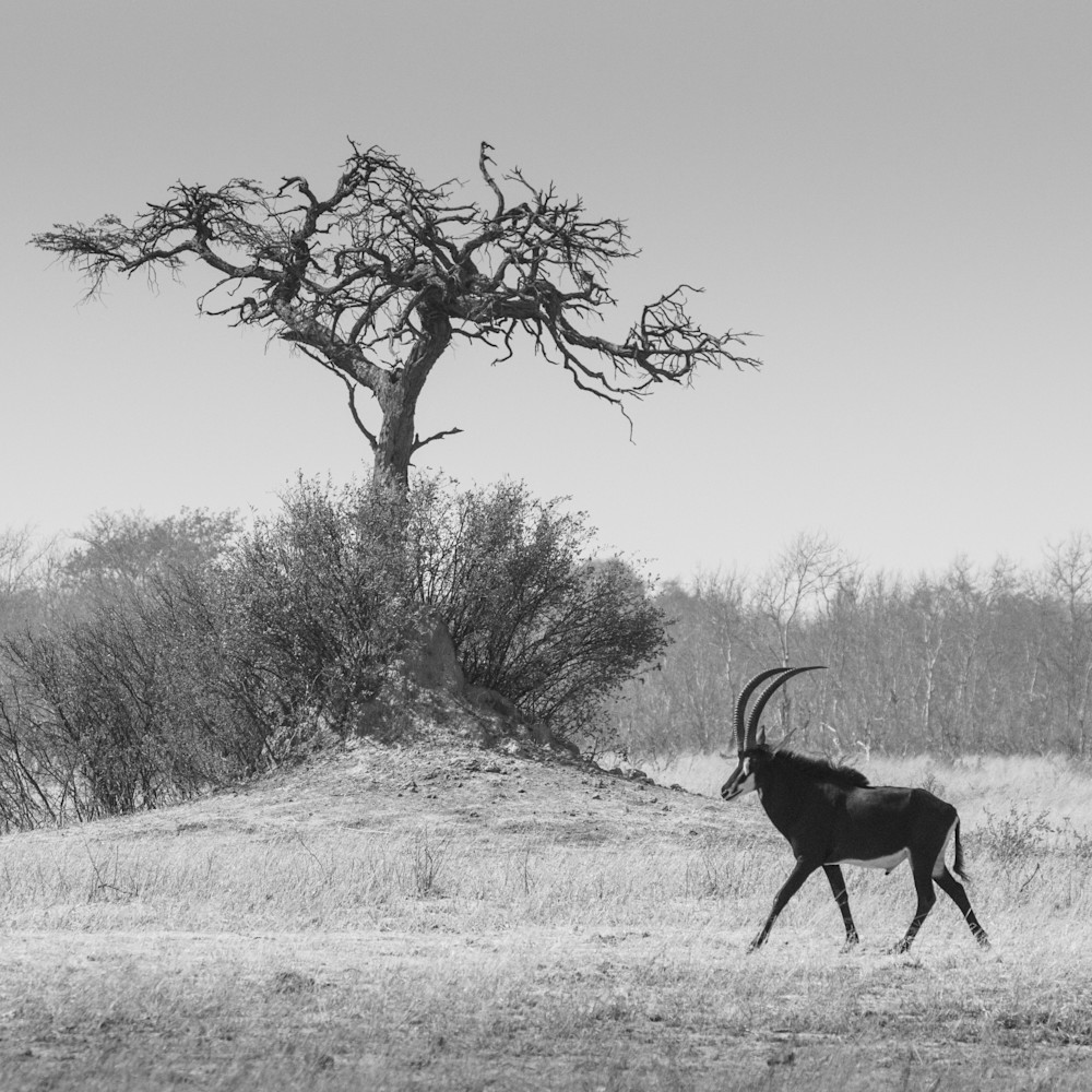 S00 A8025 Photography Art | Captured Adventure Photography