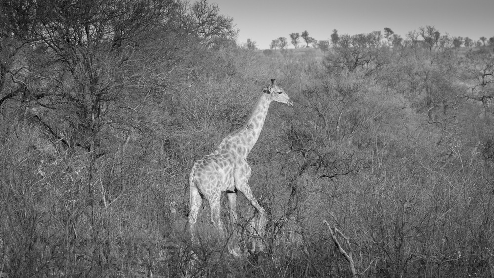 S00 A2310 Photography Art | Captured Adventure Photography