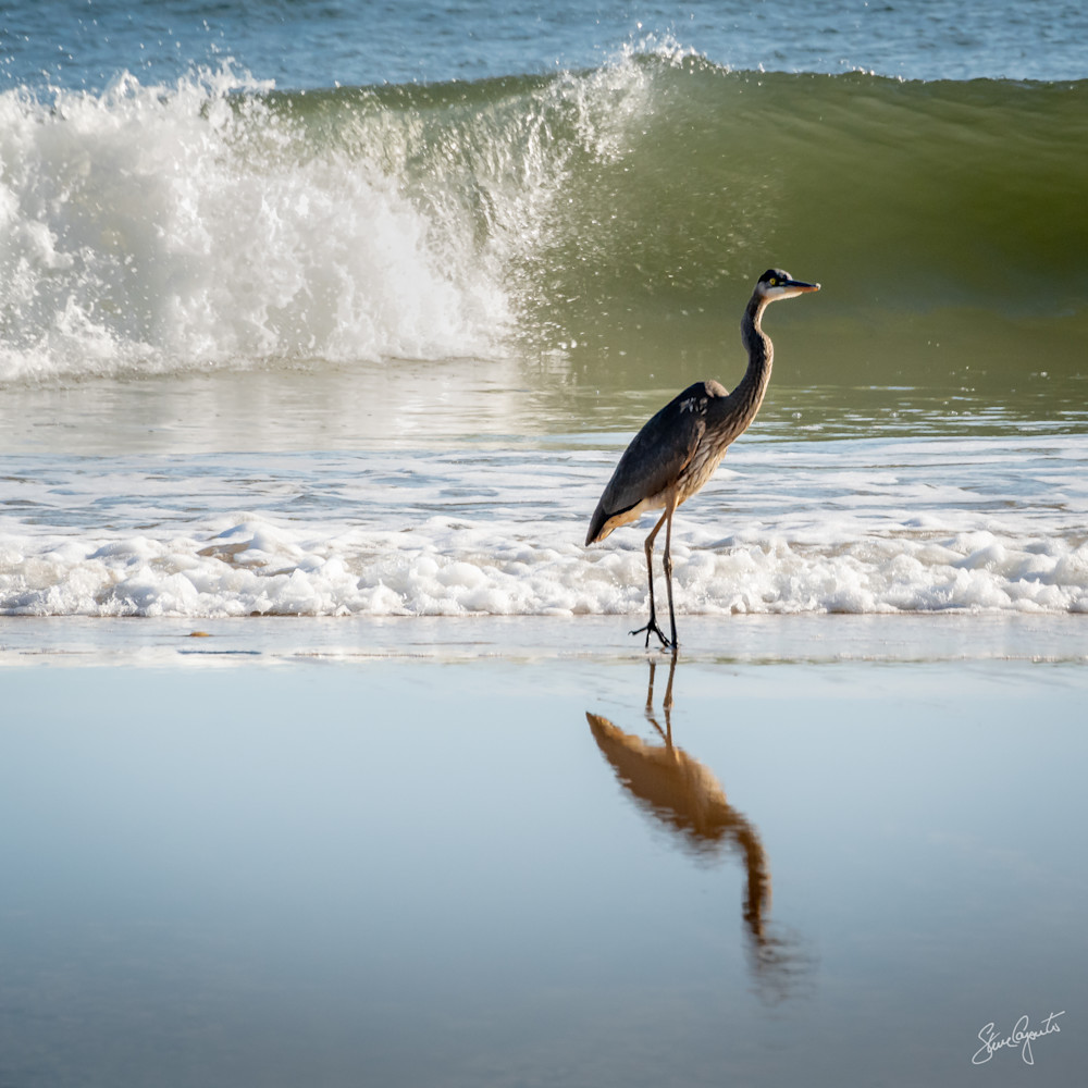 Beach Crane Photography Art | Light of Day Gallery