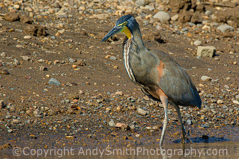 Bare-throated Tiger-Heron, Tigrisoma lineatum
