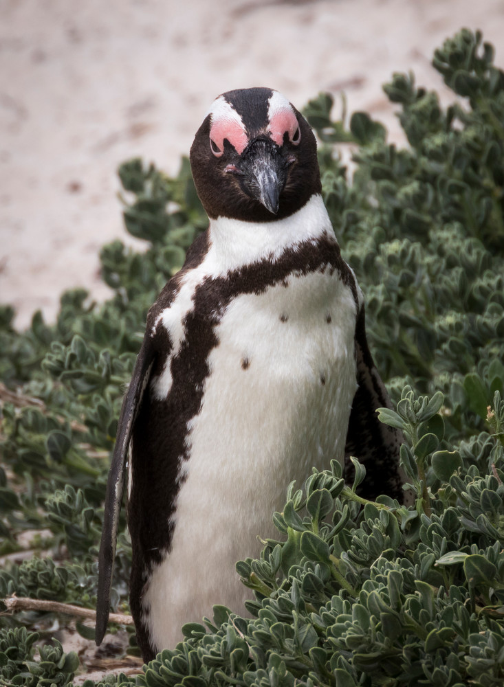 S00 A2898 Photography Art | Captured Adventure Photography