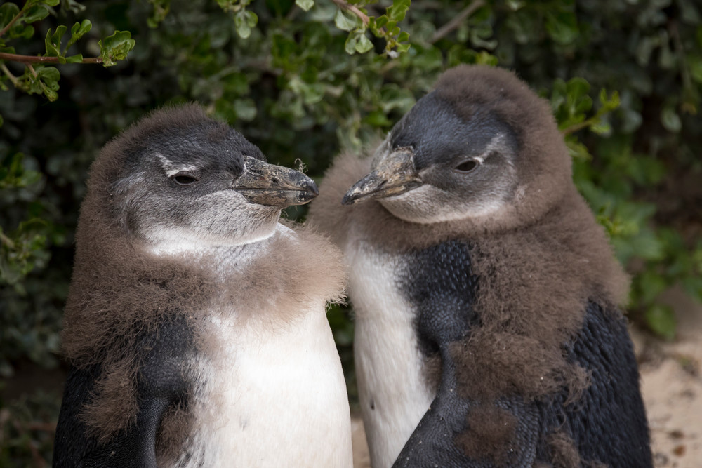 X S00 A3452 Photography Art | Captured Adventure Photography