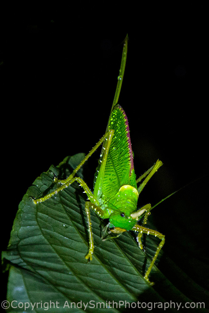 Rhinocerus  Spear-bearer Katydid, Copiphora rhinocerus