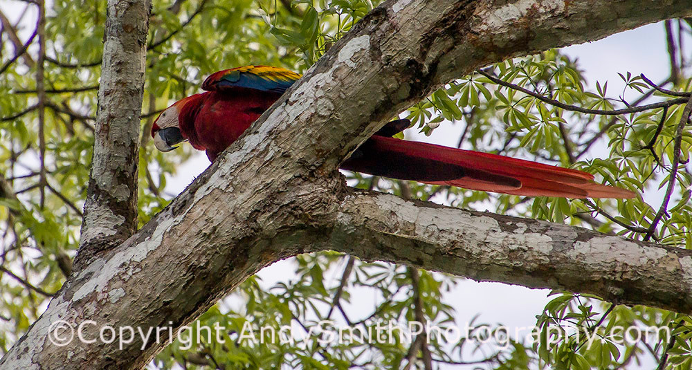 Scarlet Macaw, Ara macao, resting