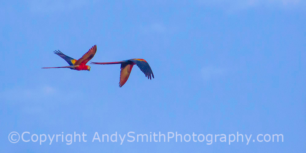 Scarlet Macaw,  Ara macao, in flight