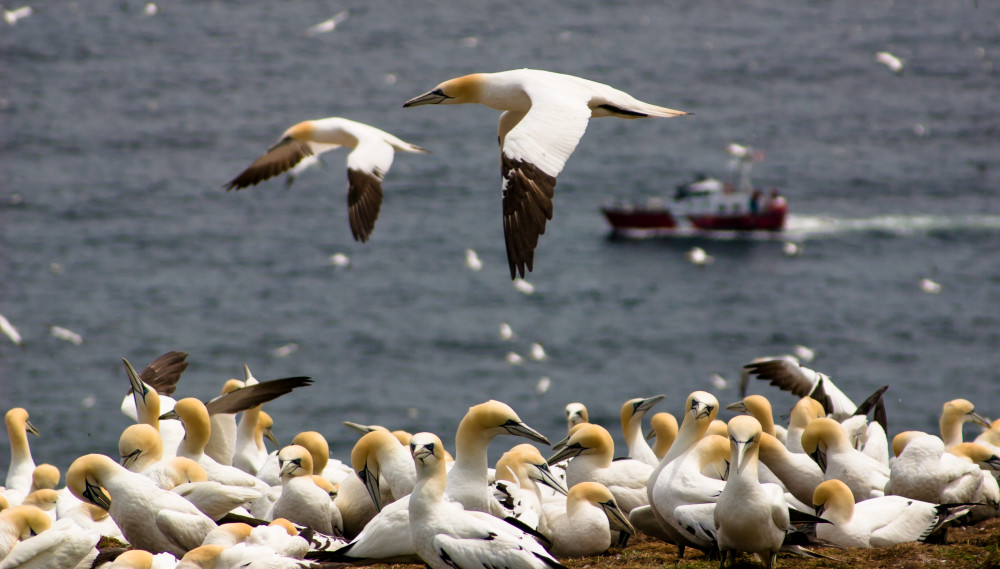 Northern Gannets In Flight Photography Art | Robert Leaper Photography